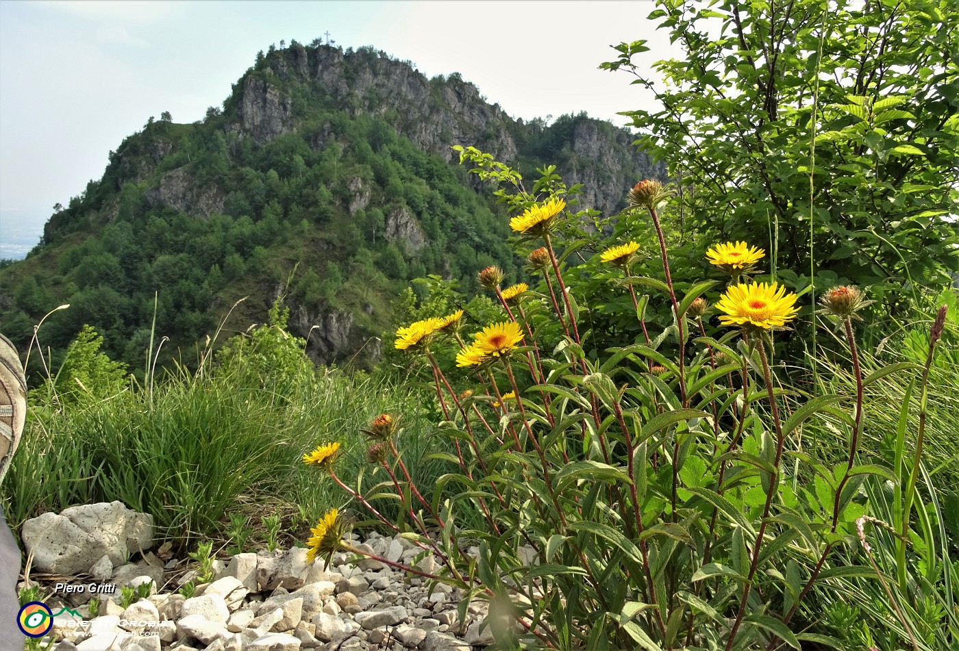 48 Enula scabra (Inula hirta) con vista in Filaressa.JPG